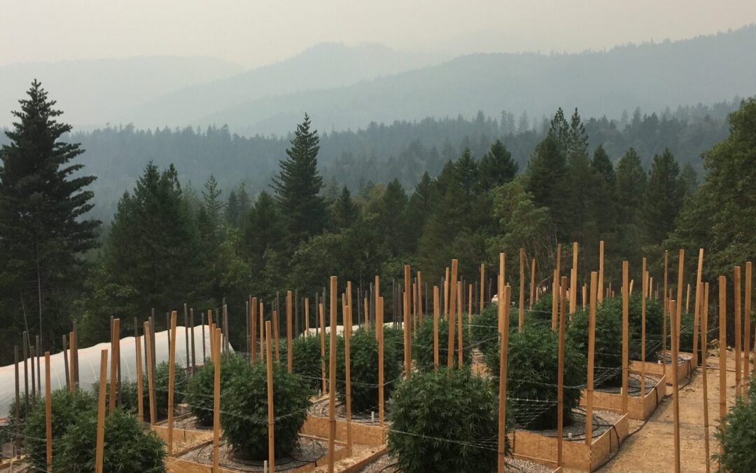 Shifting geographies of legal cannabis production in California