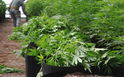 Why comply? Farmer motivations and barriers in cannabis agriculture