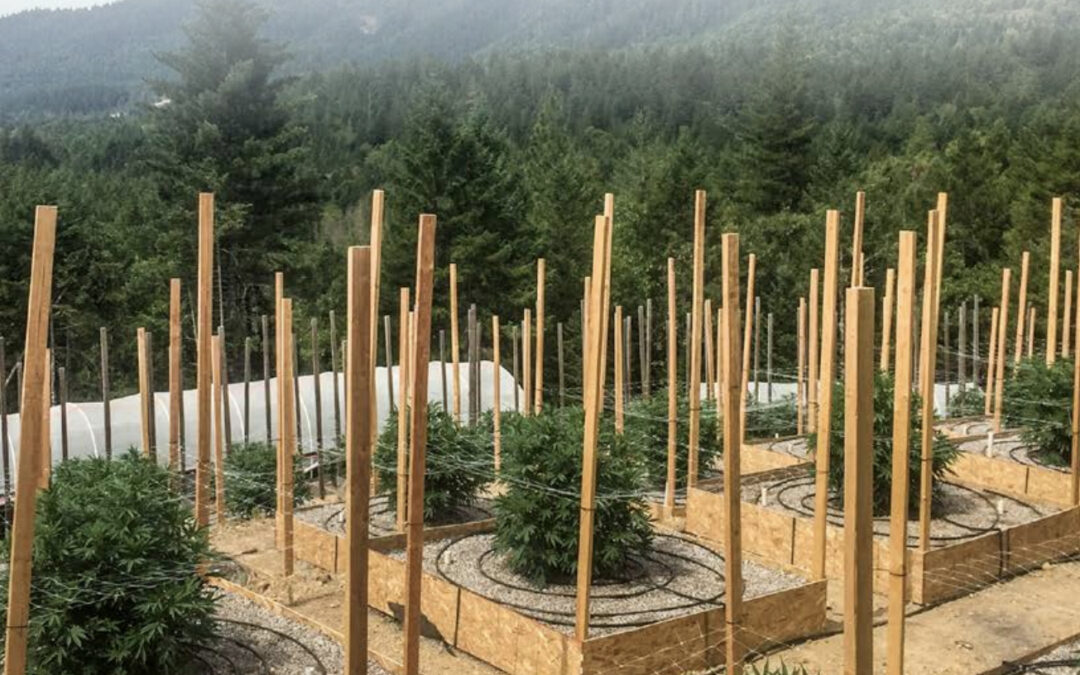 Growers say cannabis legalization excludes small growers, supports illicit markets, undermines local economies