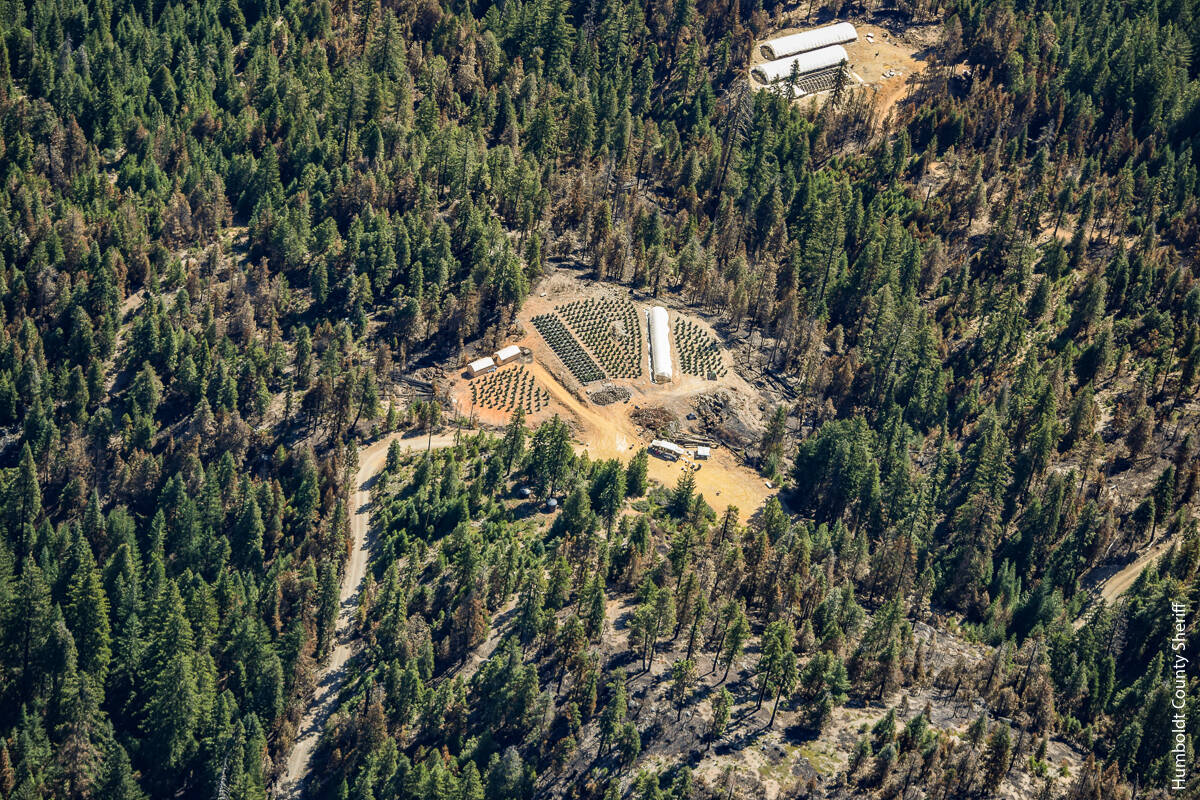 Aerial image of a cannabis grow operation with outdoor plots, greenhouses and infrastructure within a forested area.