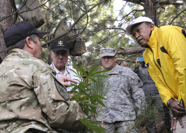 Photo of three white, uniformed male military officers and a black man huddled around a cannabis plant in a pine forest.