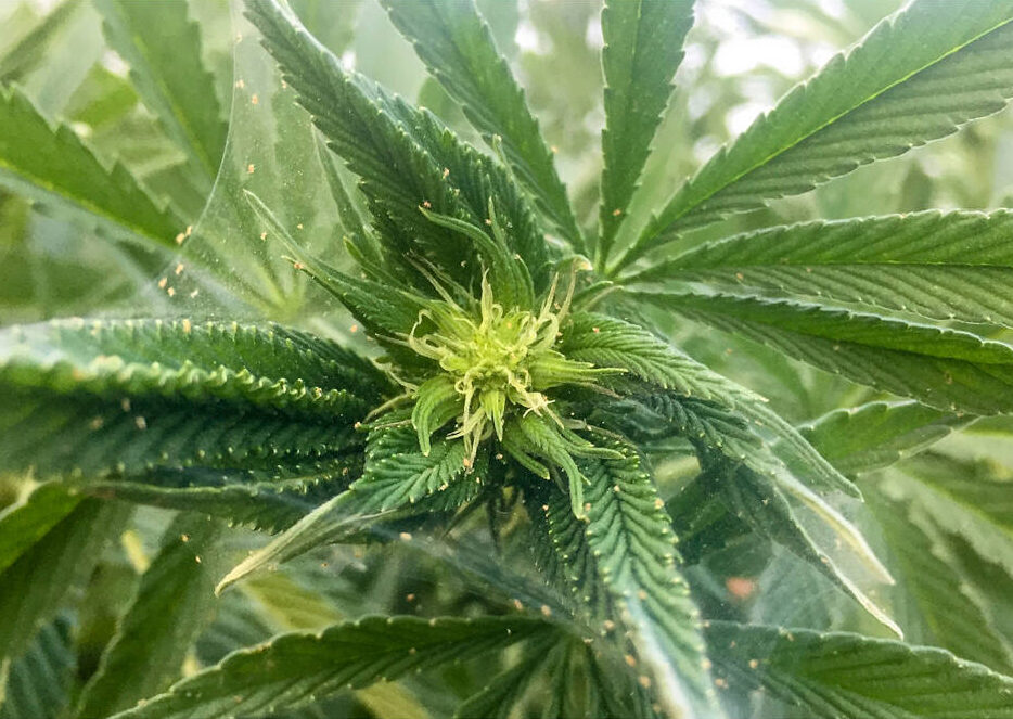 Macro-scale photograph of cannabis plant with webs of spider mites, a common pest.