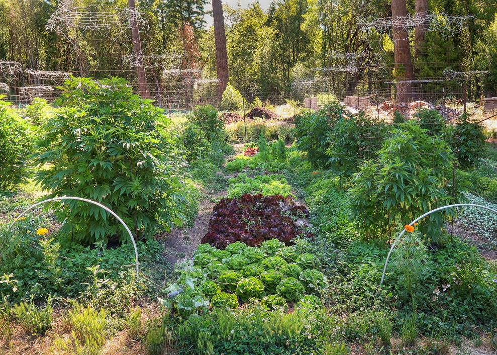 Photograph of a small farm with rows of vegetables, such as lettuce, mixed with cannabis plants.