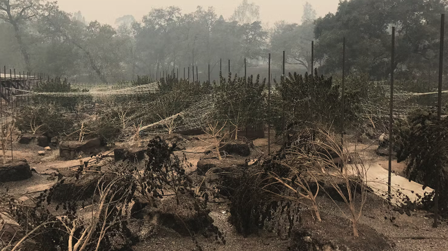 photograph of a charred cannabis farm after a wildfire