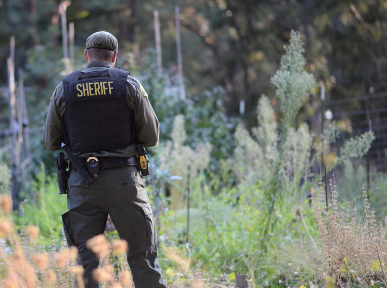 Deputy from Sierra County sheriff inspects a cannabis farm