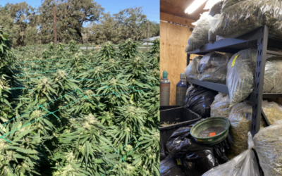 Smaller Cultivation & California Cannabis Policy: Recommendations for a Multi-Scale Cultivation Sector