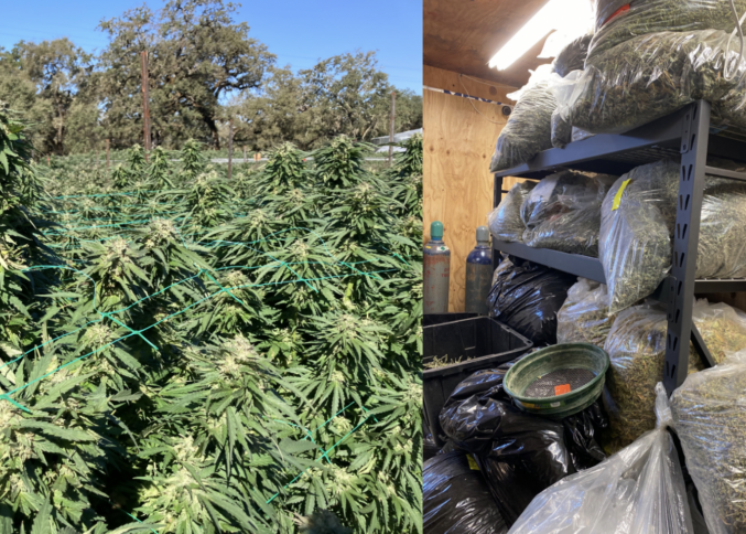 Two photographs of cannabis. On the left, a densely planted field where budding live plants are covered by a green plastic mesh. On the right, an indoor storage space with bagged cannabis flower.