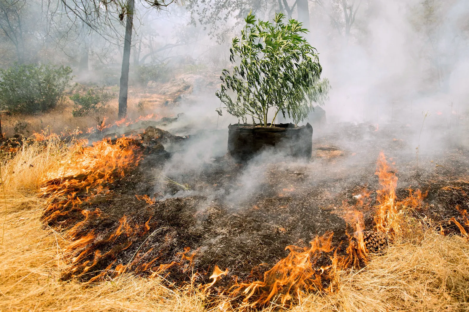 Photo of marijuana plant in a grow bag, surrounded by the flames of wildfire